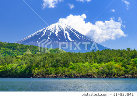 山梨縣、藍天和富士山的壯麗景色（初夏的西湖） 114823841