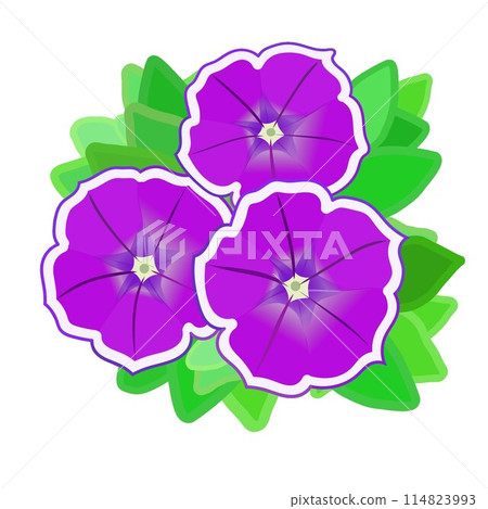 帶有白色邊框的紫色矮牽牛花的插圖 帶有白色邊框的紫色矮牽牛花的插圖 114823993