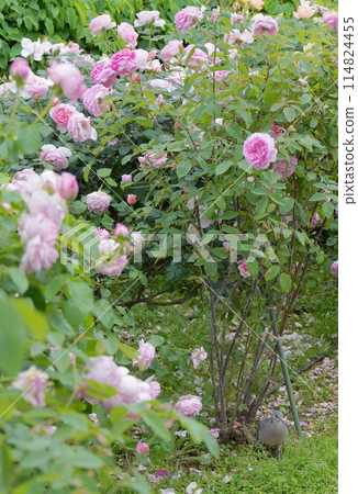 Rose flowers at Minato Mirai Park in Yokohama, Japan Rose flowers at Minato Mirai Park in Yokohama, Japan 114824455