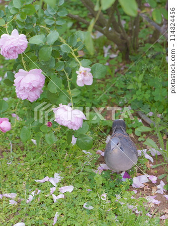 日本橫濱港景山公園的玫瑰花 114824456