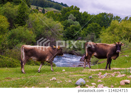 Two brown cows grazing on grassland near a flowing mountain river 114824715