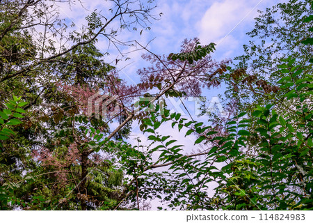 在樹林裡仰望天空 在樹林裡仰望天空 114824983