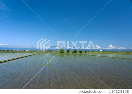 近江盆地南部水稻種植結束後的稻田 近江盆地南部水稻種植結束後的稻田 114825108