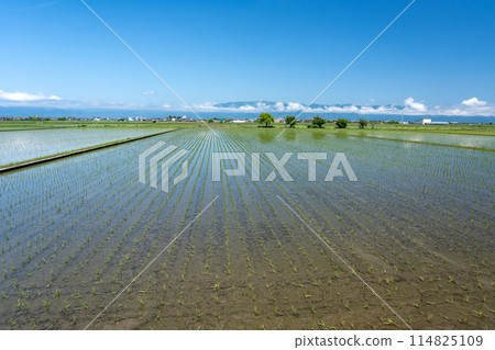 The rice paddy area in the southern part of the Omi Basin after rice planting is completed 114825109