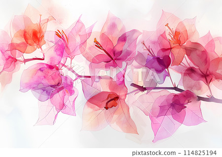 九重葛花 114825194