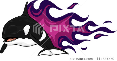 Killer Whale or Orca vector illustration design 114825270