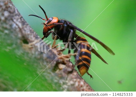 Busy Queen Bee Busy Queen Bee 114825333