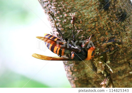 Busy Queen Bee Busy Queen Bee 114825343