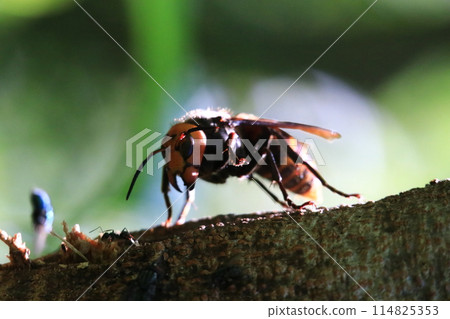 Busy Queen Bee Busy Queen Bee 114825353