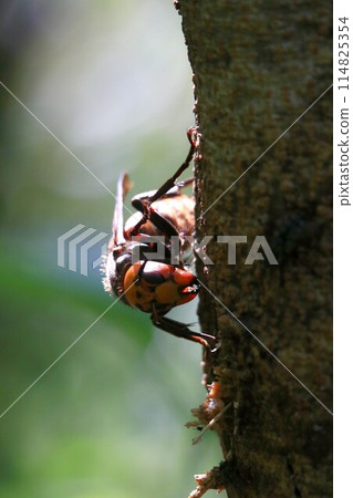 忙碌的蜂王 114825354