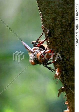 Busy Queen Bee 114825357