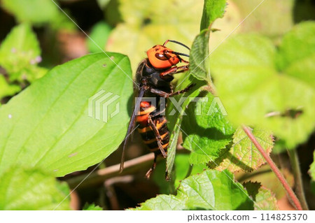 Wheatstone 114825370