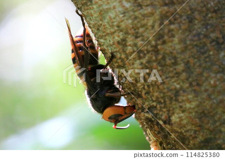 Wheatstone 114825380