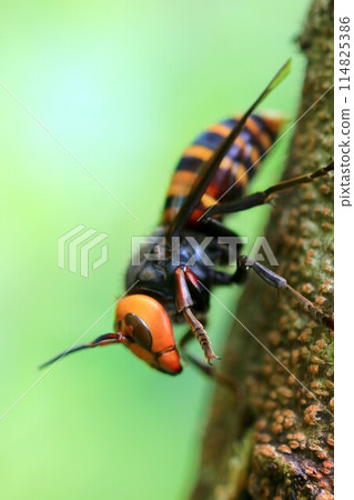 忙碌的蜂王 忙碌的蜂王 114825386