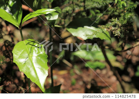 Ugankei 森林中的小豆娘 114825478