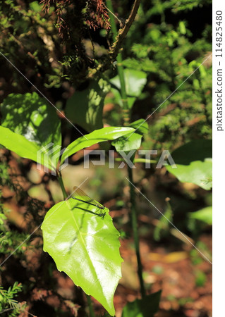 Ugankei 森林中的小豆娘 Ugankei 森林中的小豆娘 114825480