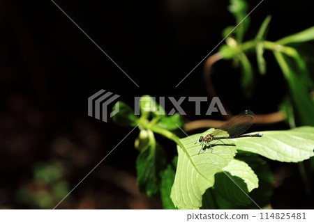 Ugankei 森林中的小豆娘 114825481