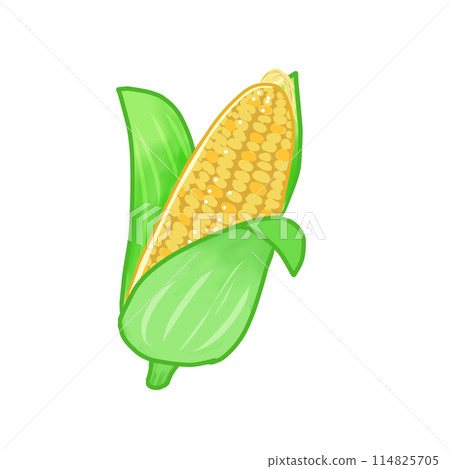 Summer Vegetables Fresh corn with its husk and silk still attached is a staple at summer festivals, delicious whether boiled or grilled. 114825705