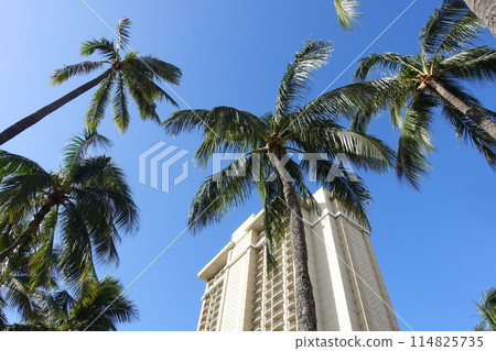 Palm trees and hotels stretching into the Hawaiian sky 114825735