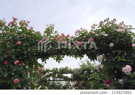 日本橫濱港景山公園的玫瑰花 114825881