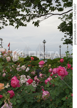Rose flowers at Minato Mirai Park in Yokohama, Japan Rose flowers at Minato Mirai Park in Yokohama, Japan 114825887