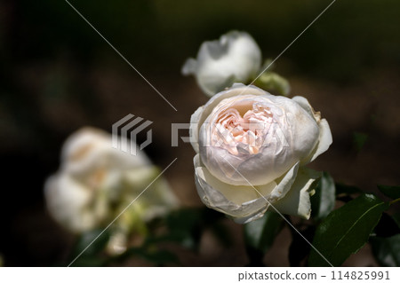 五月的玫瑰 五月的玫瑰 114825991