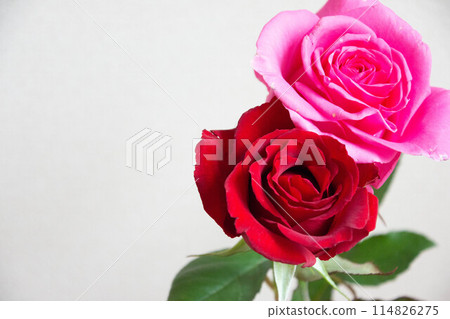 pink and red roses 114826275