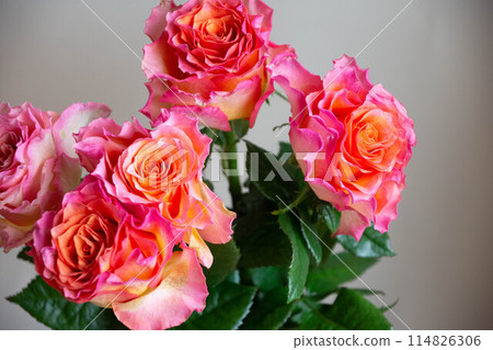 Gradation color rose 114826306