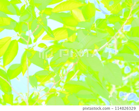 Fresh leaves of young leaves shining in light Fresh leaves of young leaves shining in light 114826329