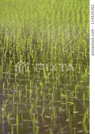 剛插完稻子的稻田景色 114826362