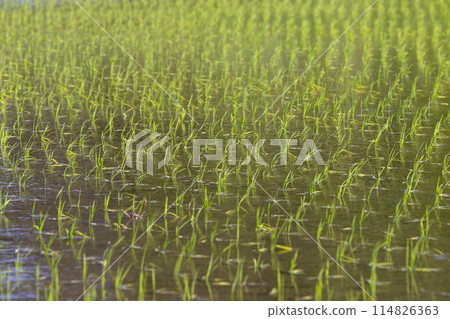 剛插完稻子的稻田景色 114826363
