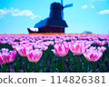 Tulip field and windmill 114826381