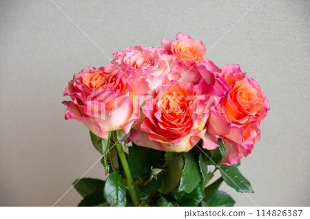 Gradation color rose Gradation color rose 114826387