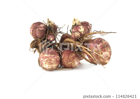 Freshly dug tubers of Jerusalem artichokes on white Freshly dug tubers of Jerusalem artichokes on white 114826421