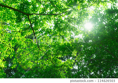Fresh greenery in Izugatake, Okumusashi, Saitama (eco-friendly, environment, negative ions, fresh greenery image) 114826503