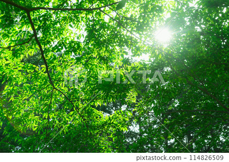 Fresh greenery in Izugatake, Okumusashi, Saitama (eco-friendly, environment, negative ions, fresh greenery image) Fresh greenery in Izugatake, Okumusashi, Saitama (eco-friendly, environment, negative ions, fresh greenery image) 114826509