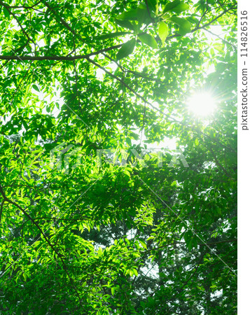 Fresh greenery in Izugatake, Okumusashi, Saitama (eco-friendly, environment, negative ions, fresh greenery image) Fresh greenery in Izugatake, Okumusashi, Saitama (eco-friendly, environment, negative ions, fresh greenery image) 114826516
