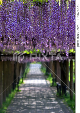 <Aichi Prefecture> Meijo Park in spring, surrounded by blooming wisteria and fresh greenery <Aichi Prefecture> Meijo Park in spring, surrounded by blooming wisteria and fresh greenery 114826630