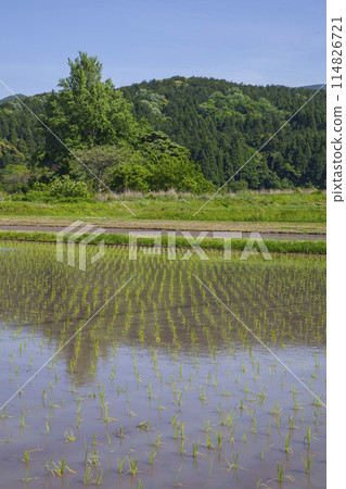 鳥取縣鹿野町插秧後的稻田景色 114826721
