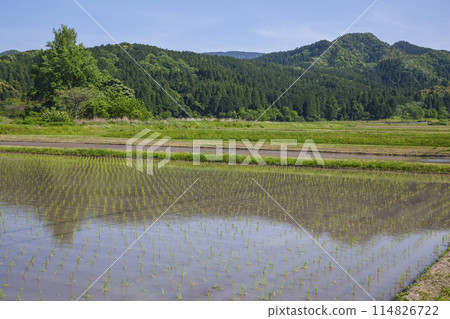 鳥取縣鹿野町插秧後的稻田景色 114826722