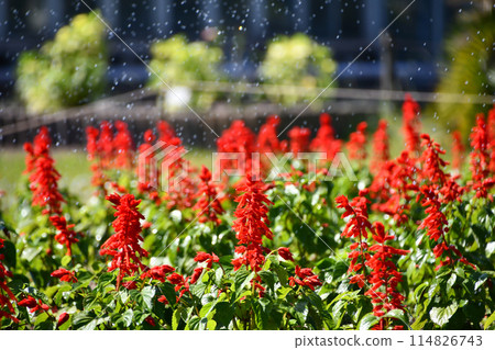 帶噴水器的丹參在水中 114826743