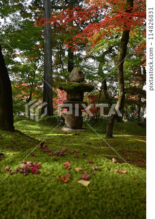 Garden with moss 114826831