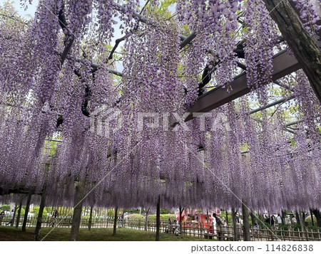 Wisteria trellis 114826838