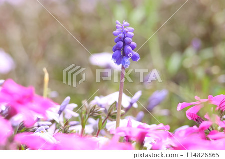 Muscari and flower fields (Soja City, Okayama Prefecture) 114826865