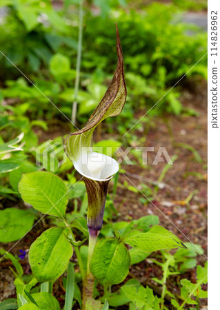 春天出現的稀有的雪餅莊花 114826962