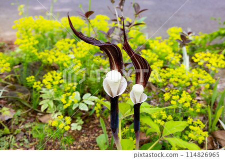 春天出現的稀有的雪餅莊花 114826965