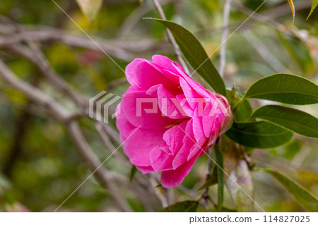 Brian camellia flower in the garden 114827025