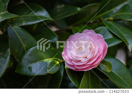 Close-up of a neat and clean maiden camellia flower in the garden Close-up of a neat and clean maiden camellia flower in the garden 114827033