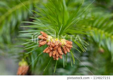 Close-up of Chinese fir flowers in a forest park 114827231