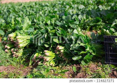 Harvest of spinach in field in garden outdoor, no people 114827271